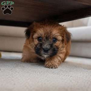 Bella, Morkie / Yorktese Puppy